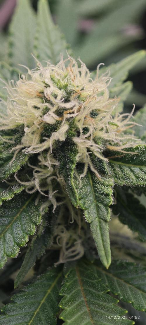 MOBY DICK - Barney's farm. Week 11