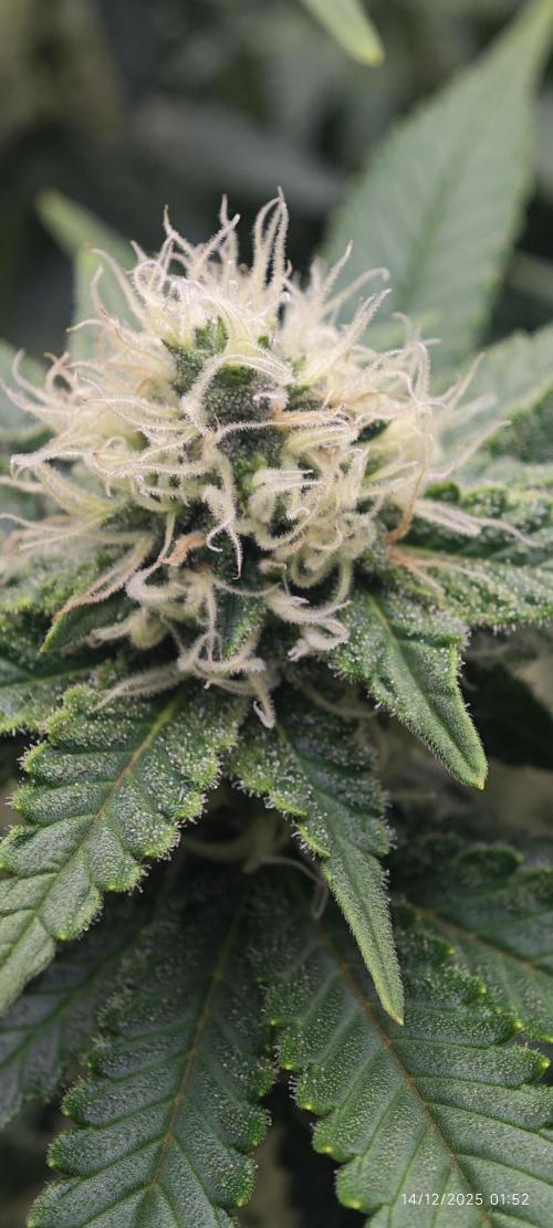 MOBY DICK - Barney's farm. Week 11