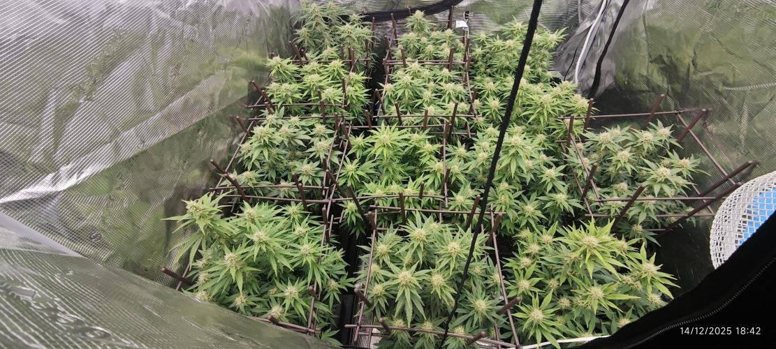 MOBY DICK - Barney's farm. Week 11