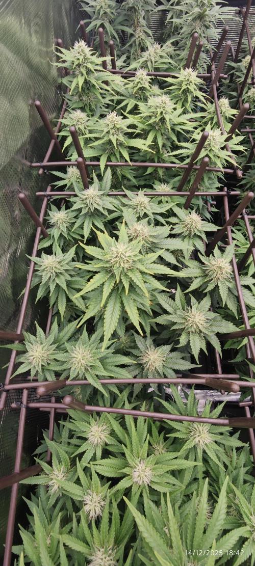 MOBY DICK - Barney's farm. Week 11