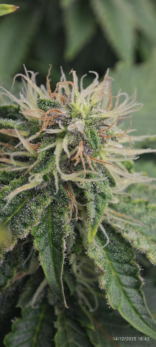 MOBY DICK - Barney's farm. Week 11