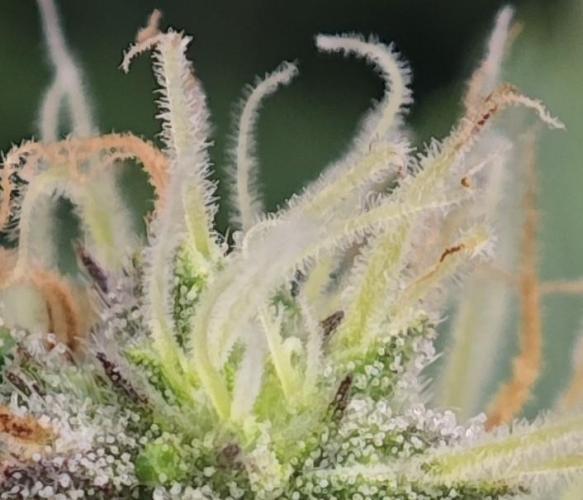 MOBY DICK - Barney's farm. Week 11