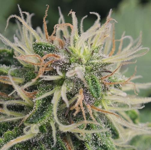 MOBY DICK - Barney's farm. Week 11