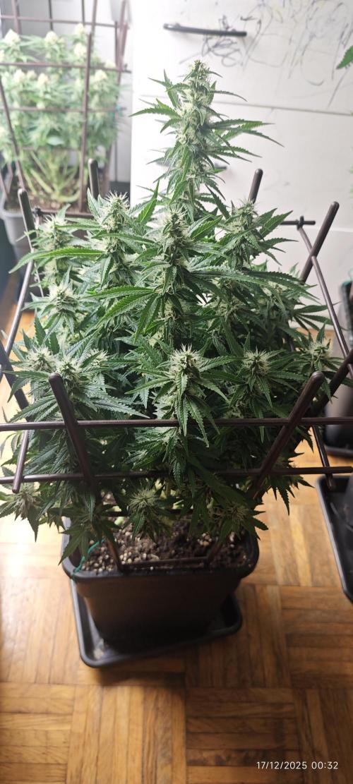 MOBY DICK - Barney's farm. Week 12 - before last defoliaation