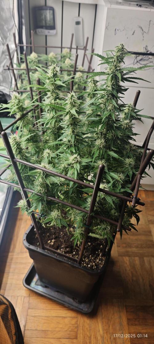 MOBY DICK - Barney's farm. Week 12 - after defoliation