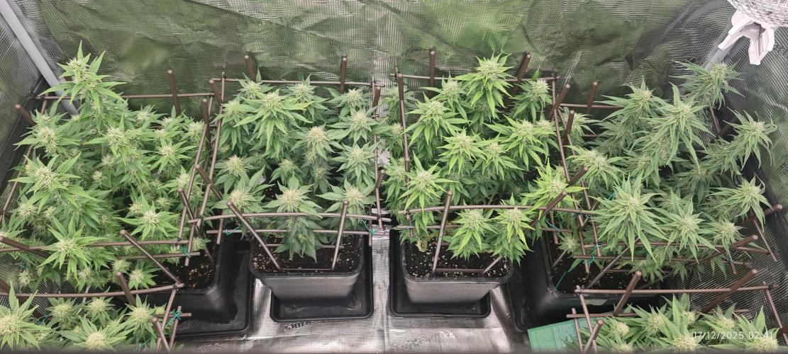 MOBY DICK - Barney's farm. Week 12