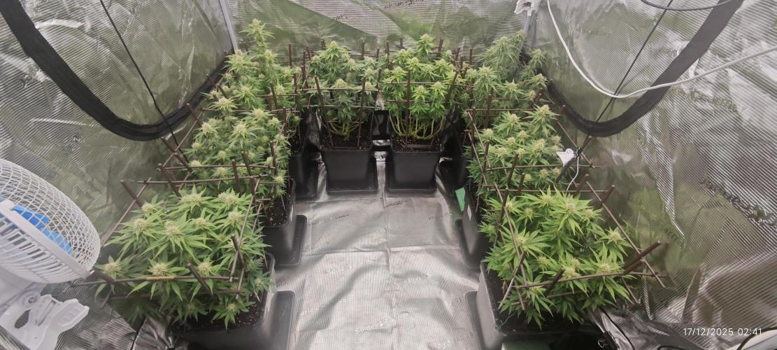 MOBY DICK - Barney's farm. Week 12