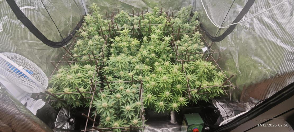 MOBY DICK - Barney's farm. Week 12