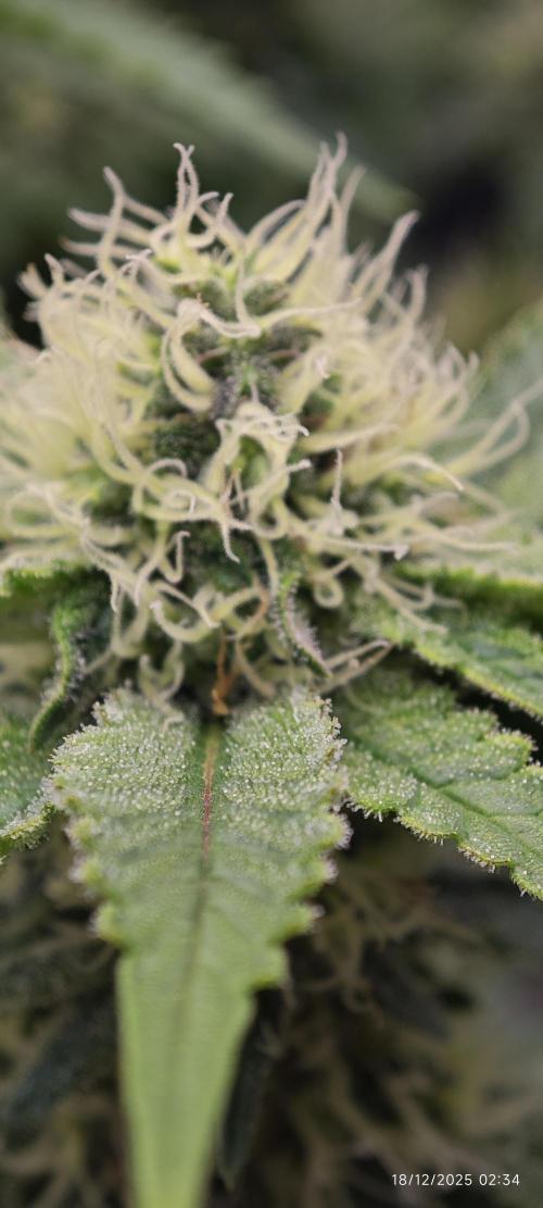 MOBY DICK - Barney's farm. Week 12