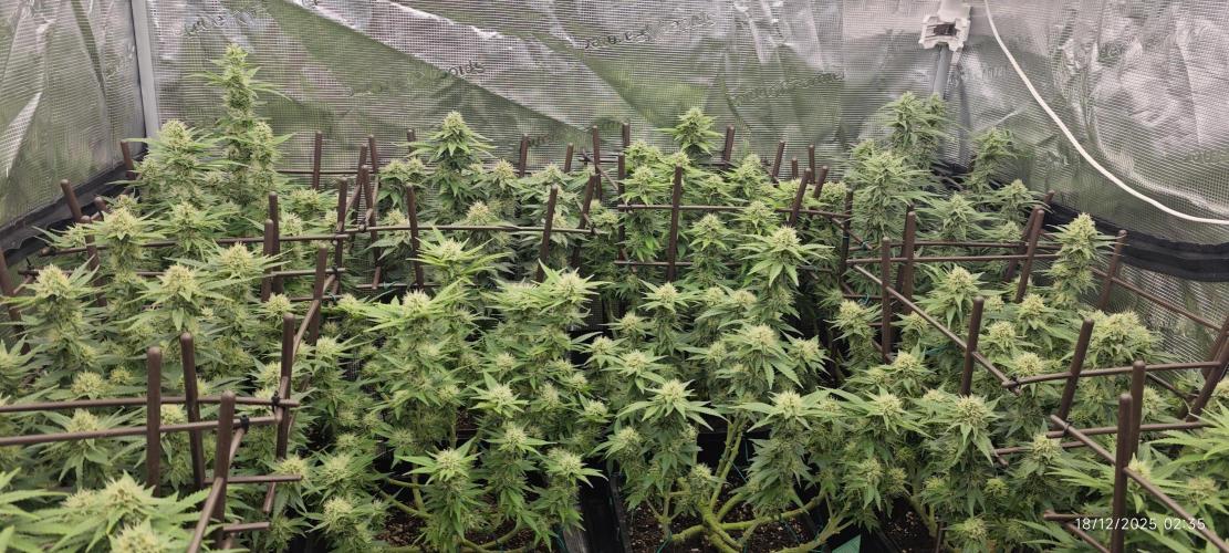 MOBY DICK - Barney's farm. Week 12