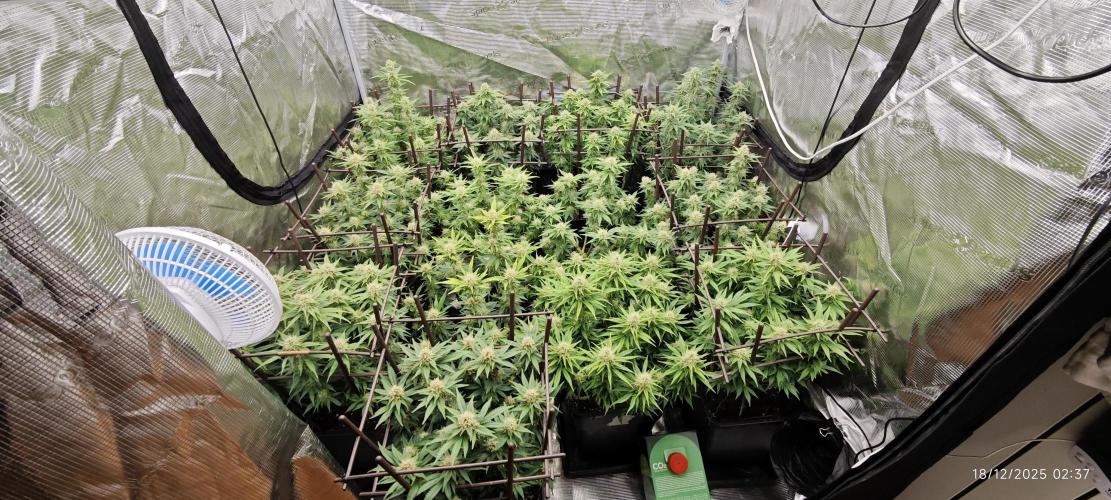 MOBY DICK - Barney's farm. Week 12