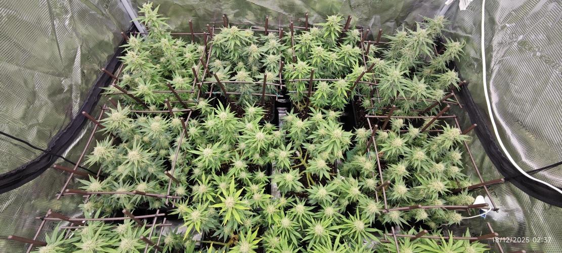 MOBY DICK - Barney's farm. Week 12