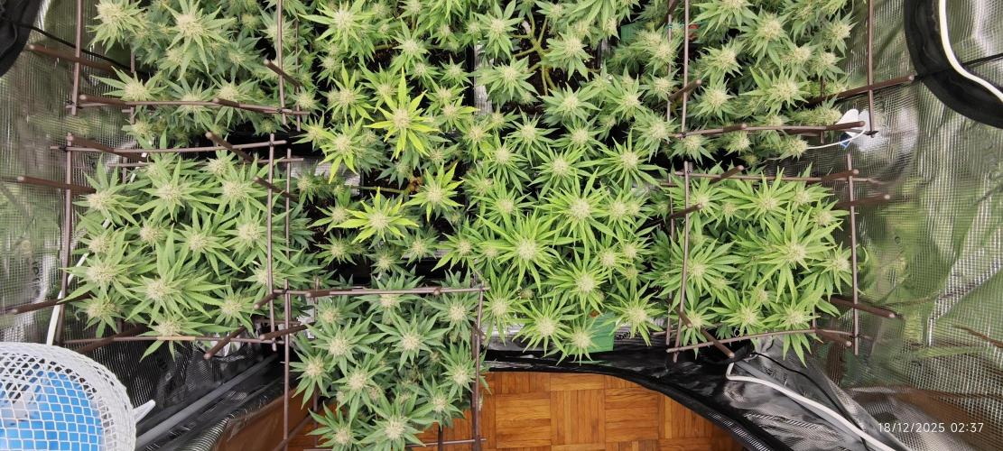 MOBY DICK - Barney's farm. Week 12