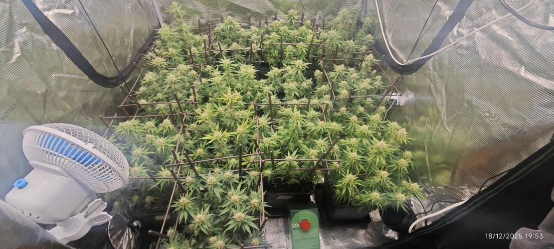 MOBY DICK - Barney's farm. Week 12