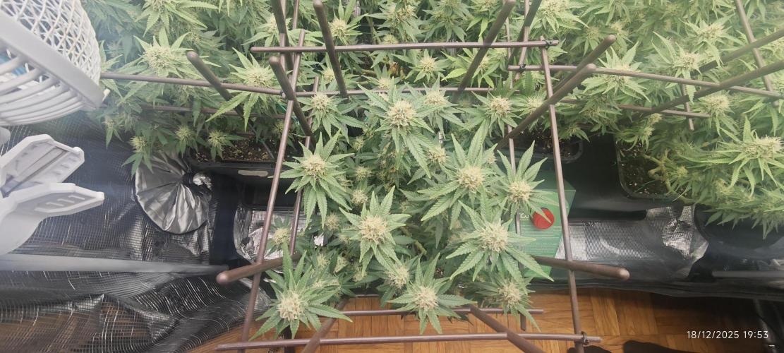 MOBY DICK - Barney's farm. Week 12