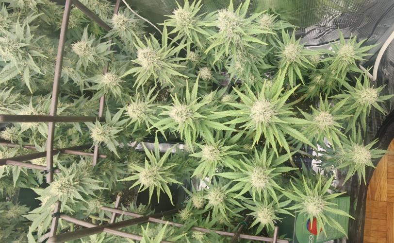 MOBY DICK - Barney's farm. Week 12