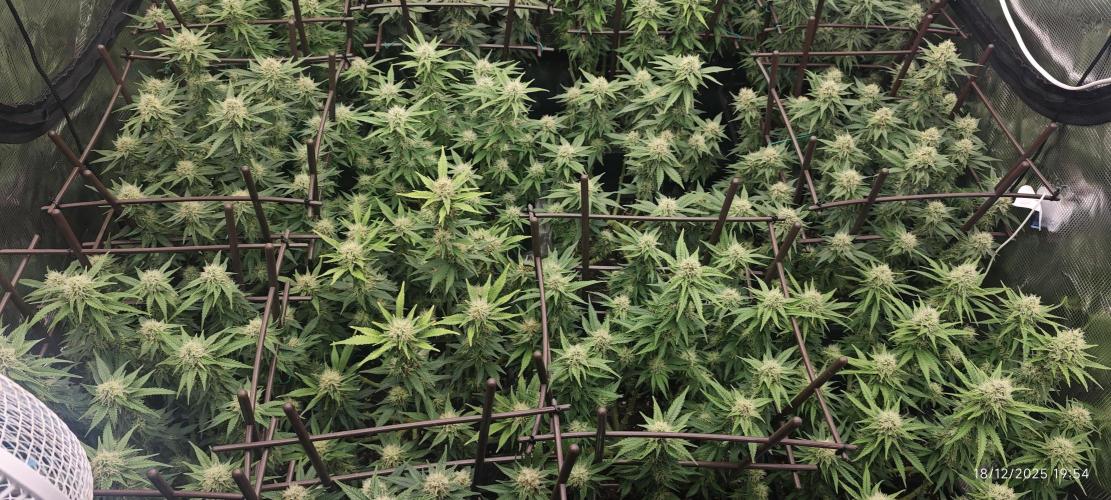 MOBY DICK - Barney's farm. Week 12