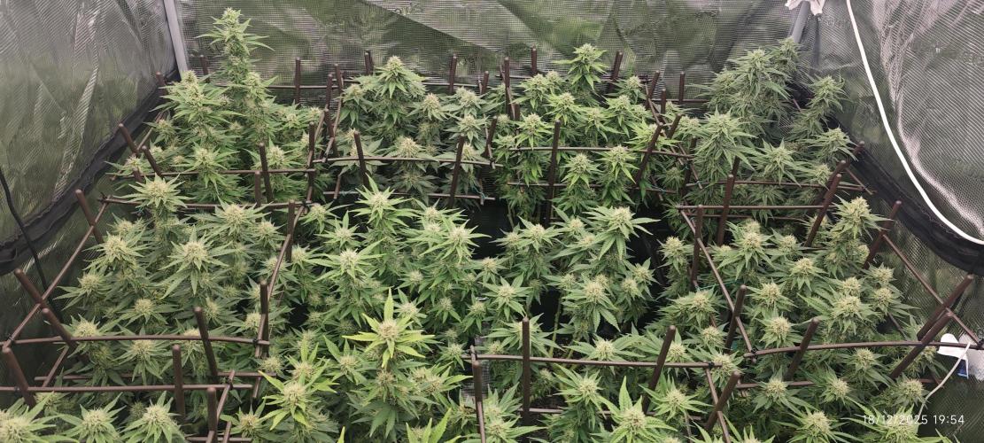 MOBY DICK - Barney's farm. Week 12