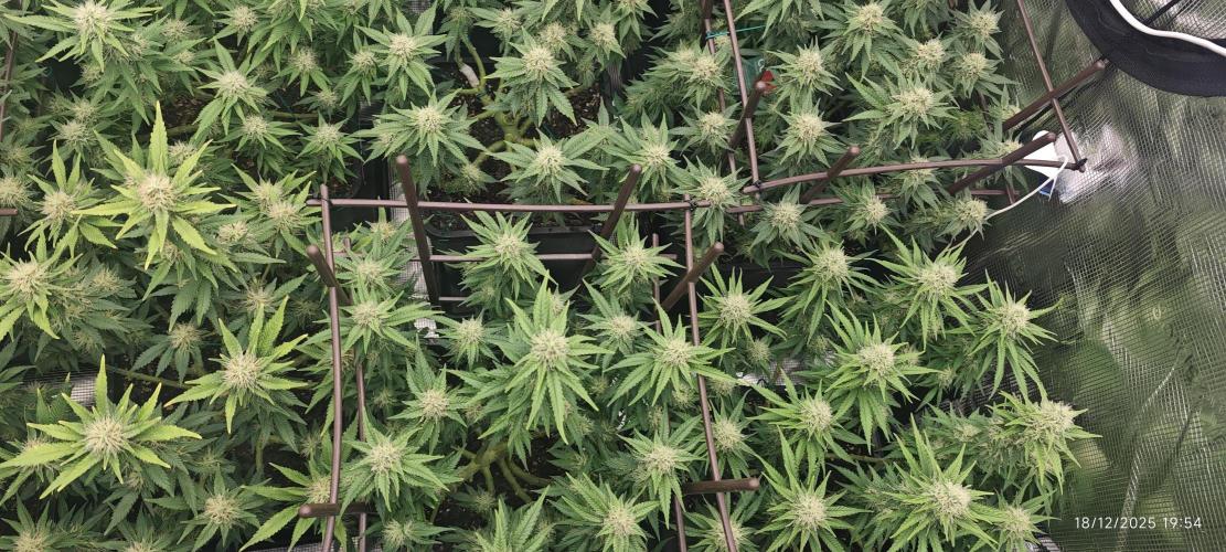 MOBY DICK - Barney's farm. Week 12