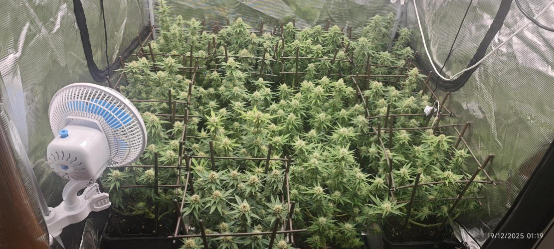 MOBY DICK - Barney's farm. Week 12