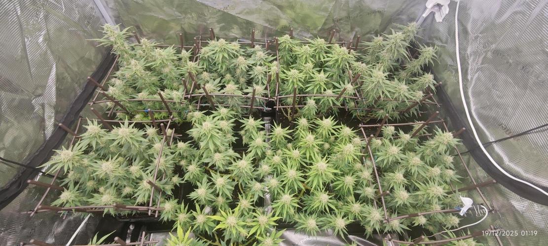 MOBY DICK - Barney's farm. Week 12