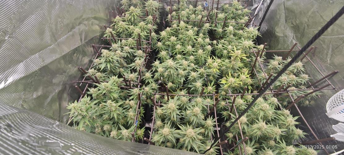 MOBY DICK - Barney's farm. Week 12