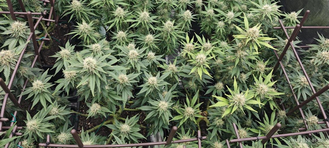 MOBY DICK - Barney's farm. Week 12