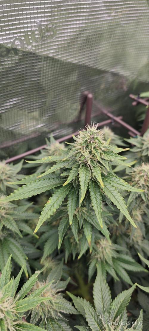 MOBY DICK - Barney's farm. Week 12