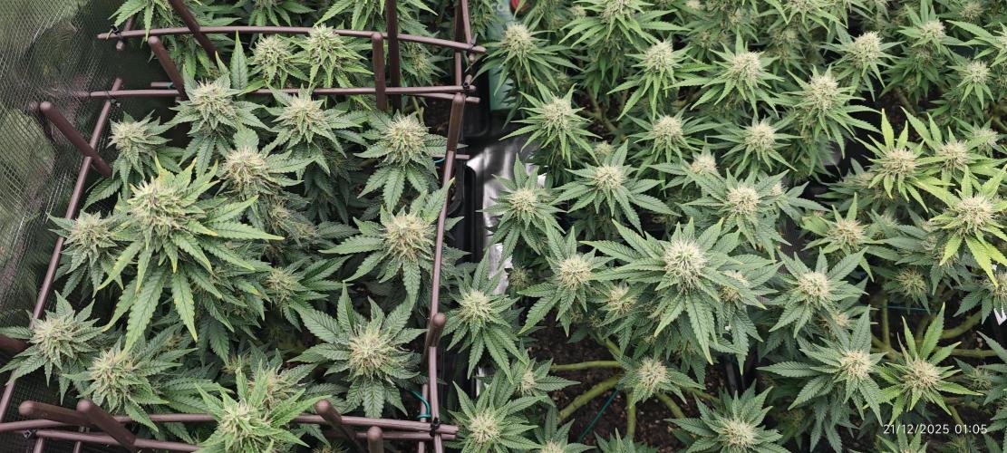 MOBY DICK - Barney's farm. Week 12