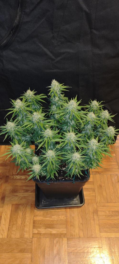 MOBY DICK - Barney's farm. Week 12 - mid flovering lol, still need to pump one whole month