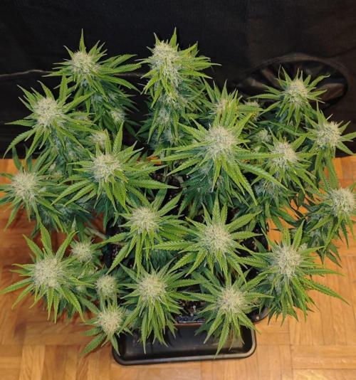 MOBY DICK - Barney's farm. Week 12