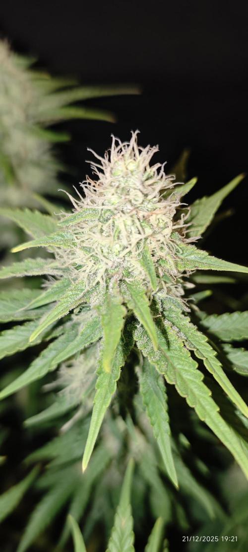 MOBY DICK - Barney's farm. Week 12