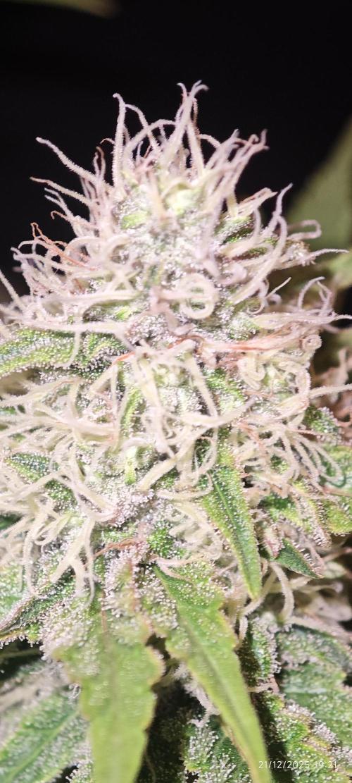 MOBY DICK - Barney's farm. Week 12