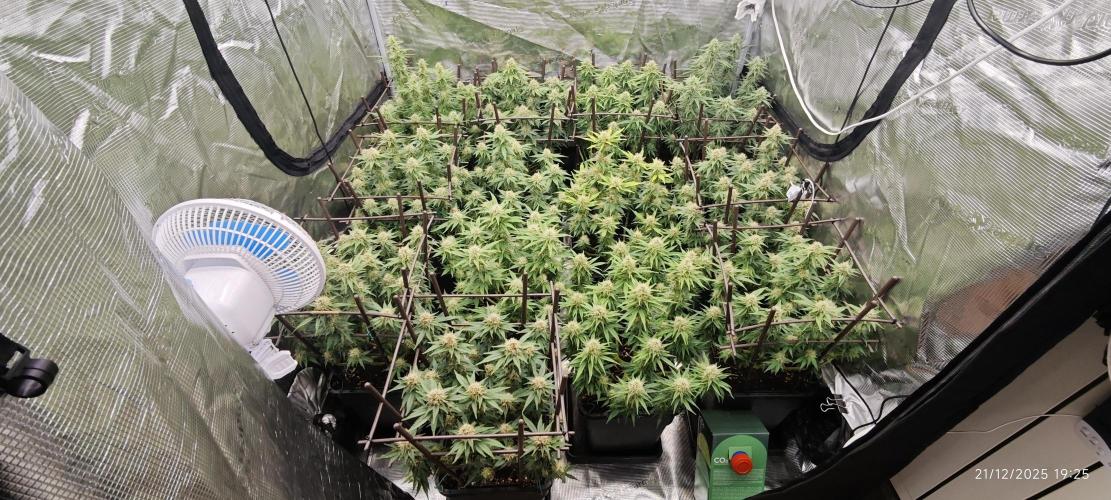 MOBY DICK - Barney's farm. Week 12