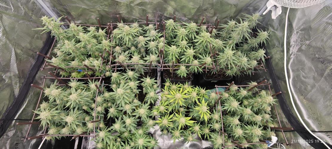 MOBY DICK - Barney's farm. Week 12