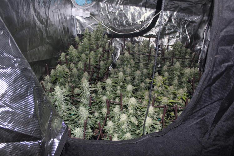 MOBY DICK - Barney's farm. Week 13