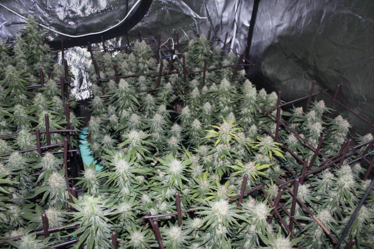 MOBY DICK - Barney's farm. Week 13