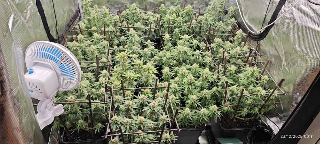 MOBY DICK - Barney's farm. Week 13