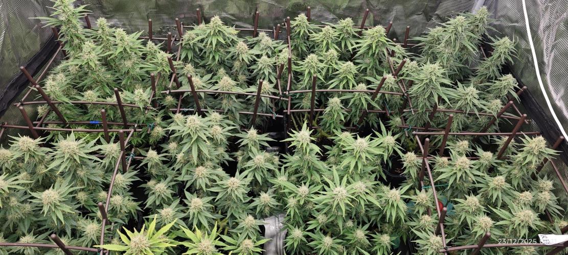 MOBY DICK - Barney's farm. Week 13