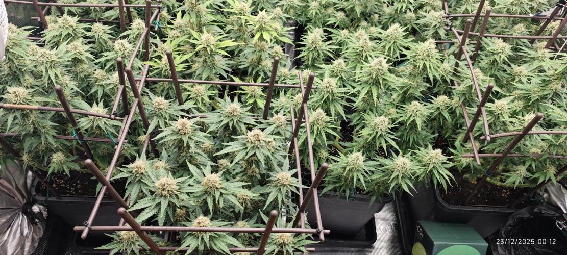 MOBY DICK - Barney's farm. Week 13