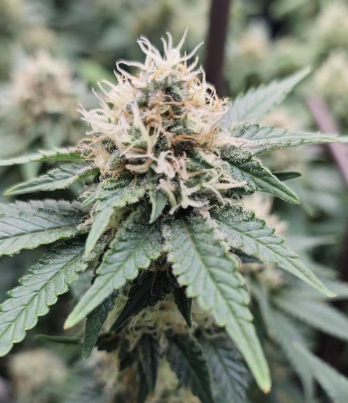 MOBY DICK - Barney's farm. Week 13