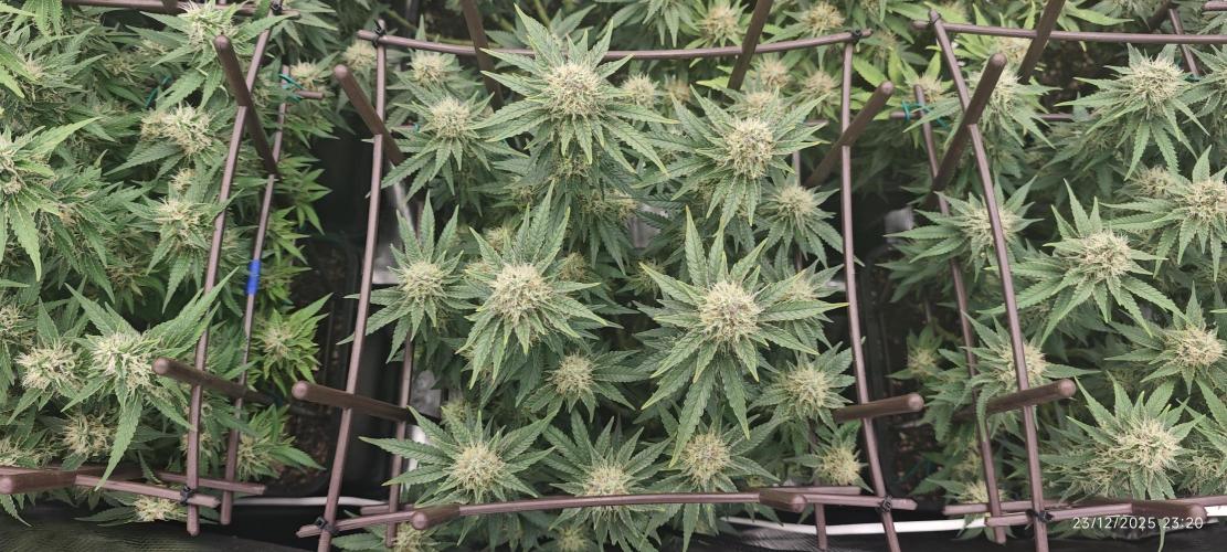 MOBY DICK - Barney's farm. Week 13