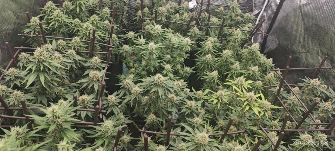 MOBY DICK - Barney's farm. Week 13