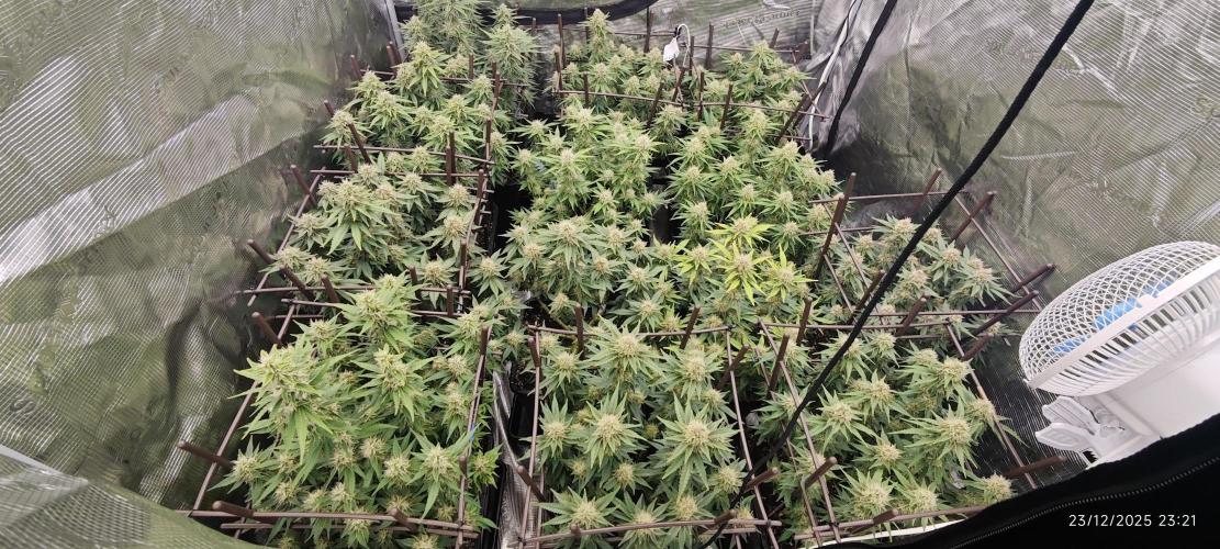 MOBY DICK - Barney's farm. Week 13