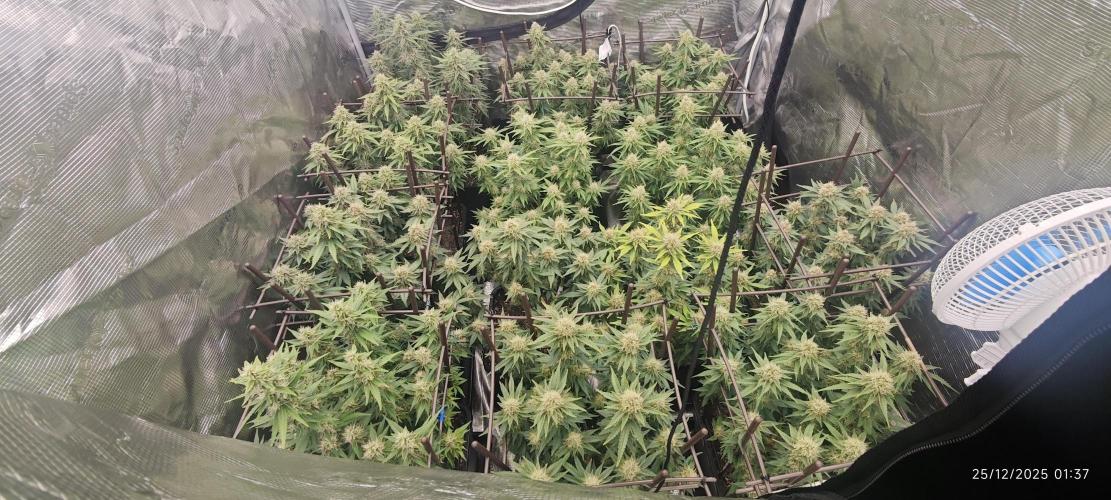 MOBY DICK - Barney's farm. Week 13