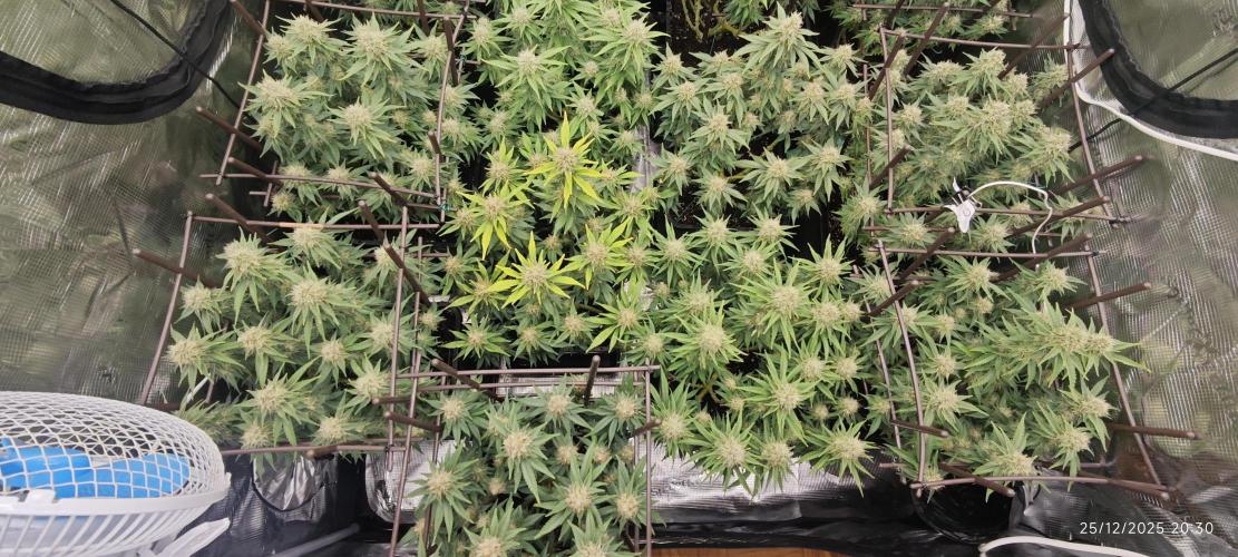 MOBY DICK - Barney's farm. Week 13