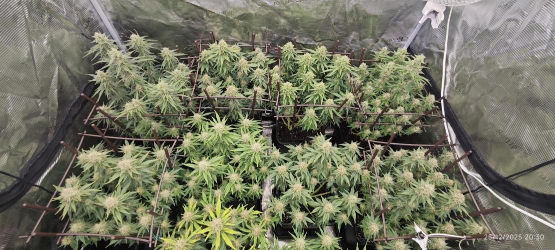 MOBY DICK - Barney's farm. Week 13