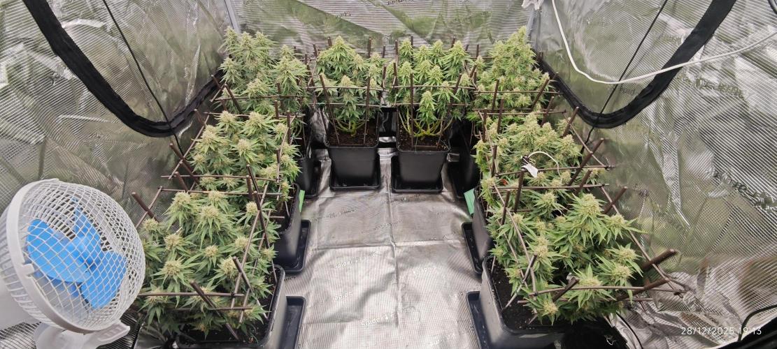 MOBY DICK - Barney's farm. Week 13