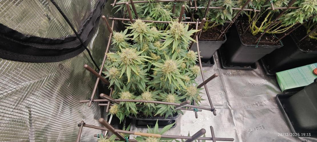 MOBY DICK - Barney's farm. Week 13