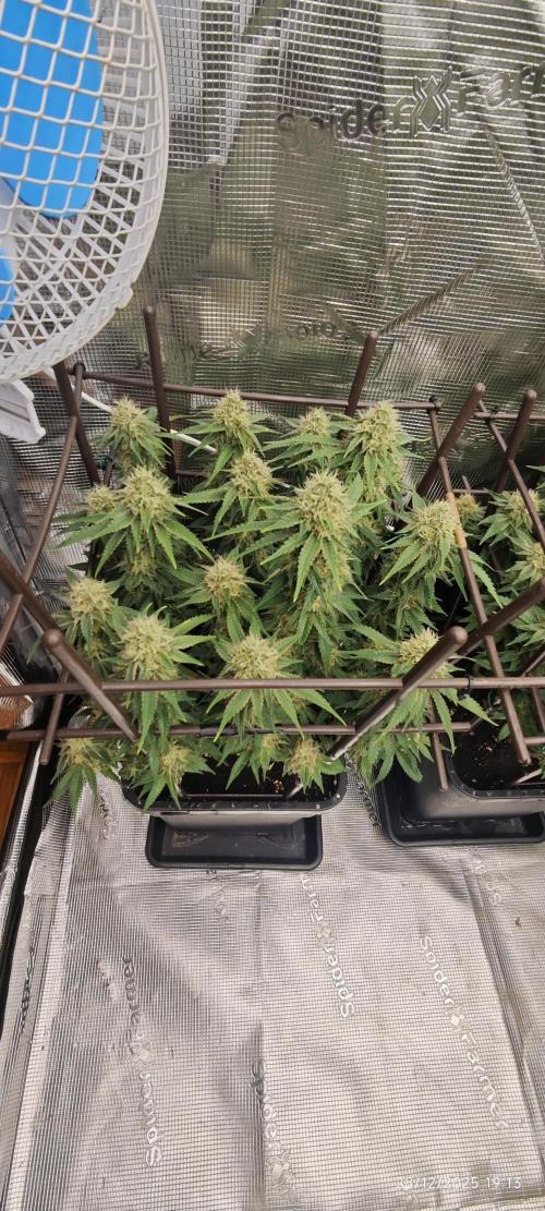 MOBY DICK - Barney's farm. Week 13